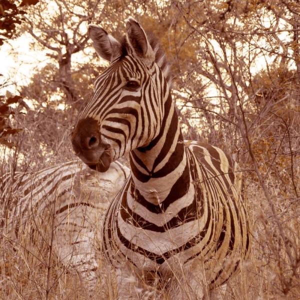 Zebra im Hluhluwe-Umfolozi-Nationalpark in Südafrika